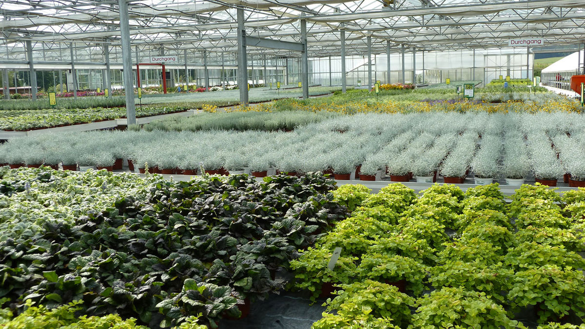 Pflanzen für den Garten - Gärtnerei Steinhilber - Weiden-Rothenstadt