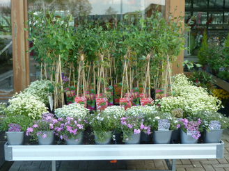 Pflanzen für den Garten - Gärtnerei Steinhilber - Weiden-Rothenstadt